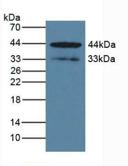 KLK1 / Kallikrein 1 Antibody (aa27-261)