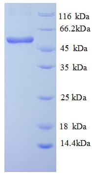 Lemna minor atpB Protein (Recombinant His)