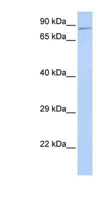 ZNF226 Antibody (aa201-250)