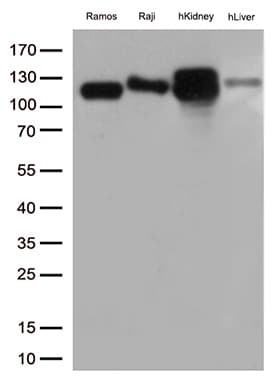 MME / CD10 Antibody (aa411-750, clone OTI2A4)