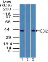 Polyclonal Rabbit anti-Human GPR183 / EBI2 Antibody (aa300-350, IHC, WB)