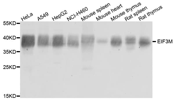 EIF3M / PCID1 Antibody