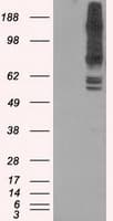 Monoclonal Mouse anti-Human PAS Kinase / PASK Antibody (clone OTI11G9, IF, WB)