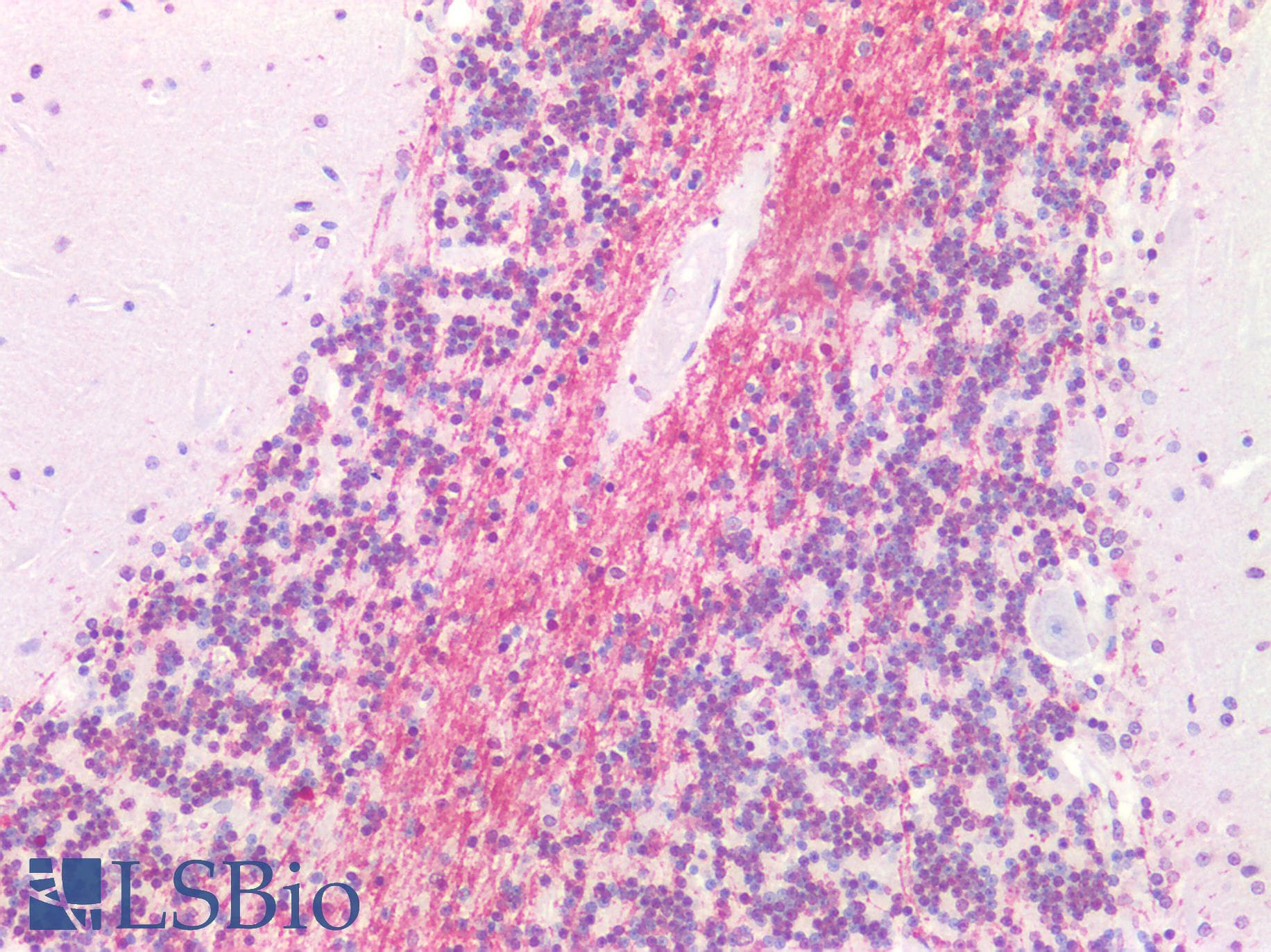 PathPlus™ MRGPRX4 / MRGX4 Antibody (N-Terminus)