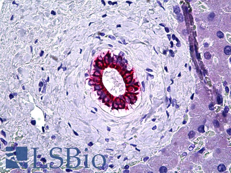 IHC-plus™ KRT8 / CK8 / Cytokeratin 8 Antibody (clone C-51, Concentrated)