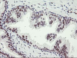 TLE1 / TLE 1 Antibody (clone OTI1D6)