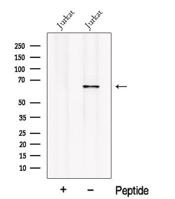 OAS2 Antibody