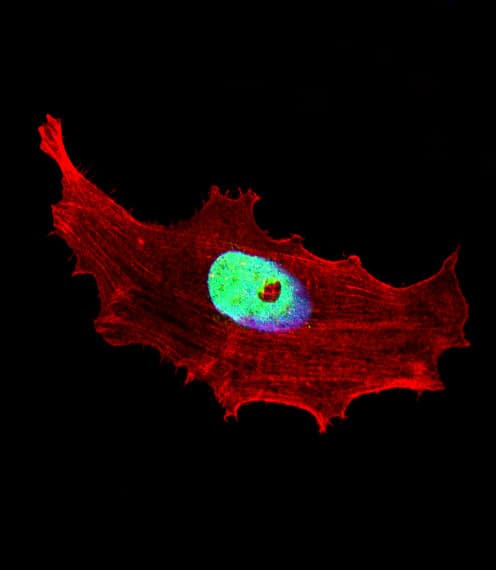 BHLHE41 / BHLHB3 / SHARP1 Antibody (aa17-46)