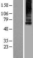 MCOLN1 / Mucolipin 1 Protein (Over-Expression Lysate Myc-DDK (Flag))