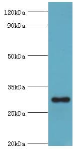 Polyclonal Rabbit anti-Human MRPL28 Antibody (aa1-256, IHC, WB)