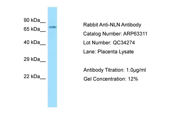 NLN / Neurolysin Antibody (aa88-137)