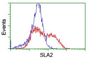 SLA2 / SLAP2 Antibody (clone OTI2G3)