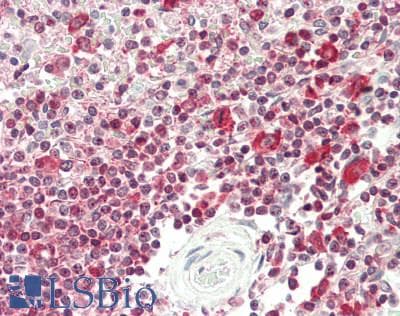 IHC-plus™ GAPDH Antibody (clone 1D4)