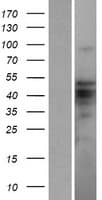 Human ZBTB12 / G10 Protein (Over-Expression Lysate Myc-DDK (Flag))