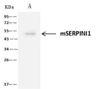 Polyclonal Rabbit anti-Mouse Neuroserpin Antibody (IHC, WB)