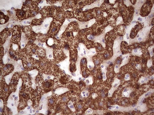Monoclonal Mouse anti-Human CANT1 Antibody (clone OTI7F8, Carrier-free, aa63-401, IHC, WB)