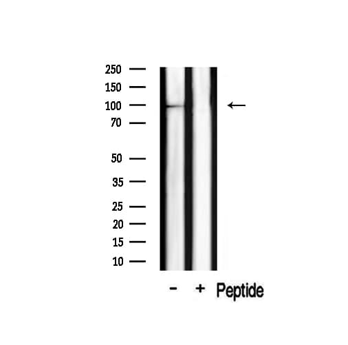 CLOCK Antibody