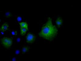 VWA5A Antibody (clone OTI3E6, Carrier-free)