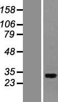 PITPNA Protein (Over-Expression Lysate Myc-DDK (Flag))