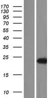 MED18 Protein (Over-Expression Lysate Myc-DDK (Flag))