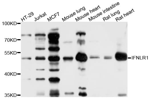 CRF2-12 / IL28RA Antibody