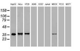 Monoclonal Mouse anti-Human CDX2 Antibody (clone OTI1A3, WB)