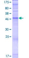 Human OR5J2 Protein (Recombinant GST)