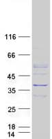 Human KYNU Protein (Recombinant Myc-DDK (Flag))