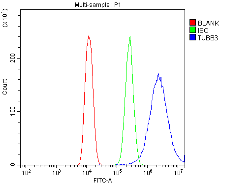 Polyclonal Rabbit anti-Human TUBB / Beta Tubulin Antibody (IHC, WB)