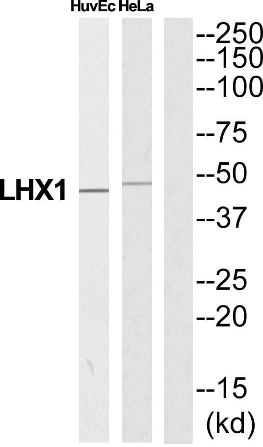 LHX1 Antibody