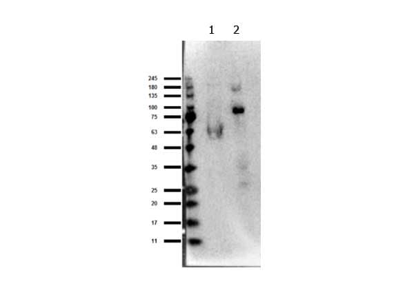 EZH1 / ENX-2 Antibody (Internal)