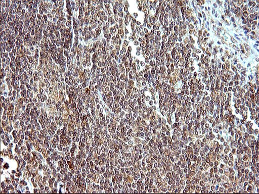 EMC8 / COX4NB Antibody (clone OTI2A4)