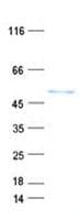 Human CEP44 / KIAA1712 Protein (Recombinant His, N-Terminal)