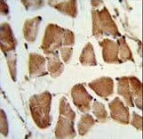 TAZ Antibody (aa32-60)