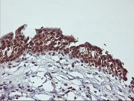 CYP2A6 Antibody (clone OTI1D2)