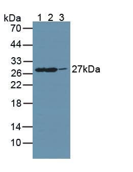 GAMT Antibody (aa2-236, PE)