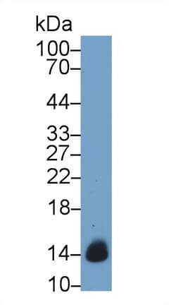 CYCS / Cytochrome c Antibody (Cy3)