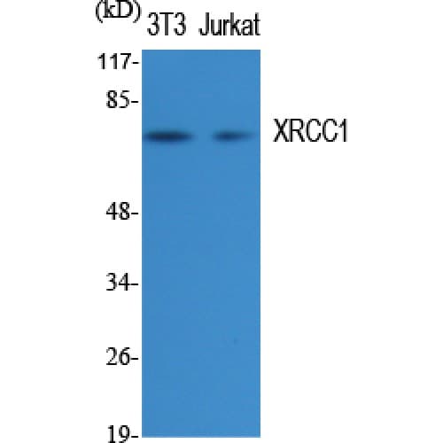 Polyclonal Rabbit anti-Human XRCC1 Antibody (490-570 aa, C-terminal, IHC, WB)