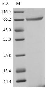 Human GSPT1 Protein (Recombinant 10His, N-terminus + Myc, C-terminus)