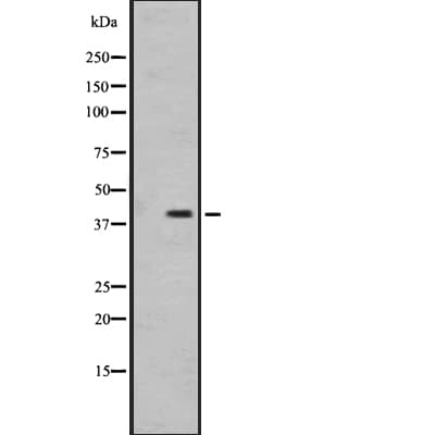 OR1I1 Antibody