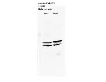 hnRNP F + H Antibody (clone 1G11)