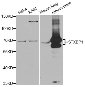 Polyclonal Rabbit anti-Human STXBP1 / MUNC18-1 Antibody (IHC, WB)