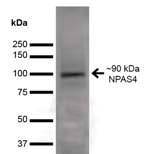 NXF / NPAS4 Antibody (clone S408-79, Biotin)