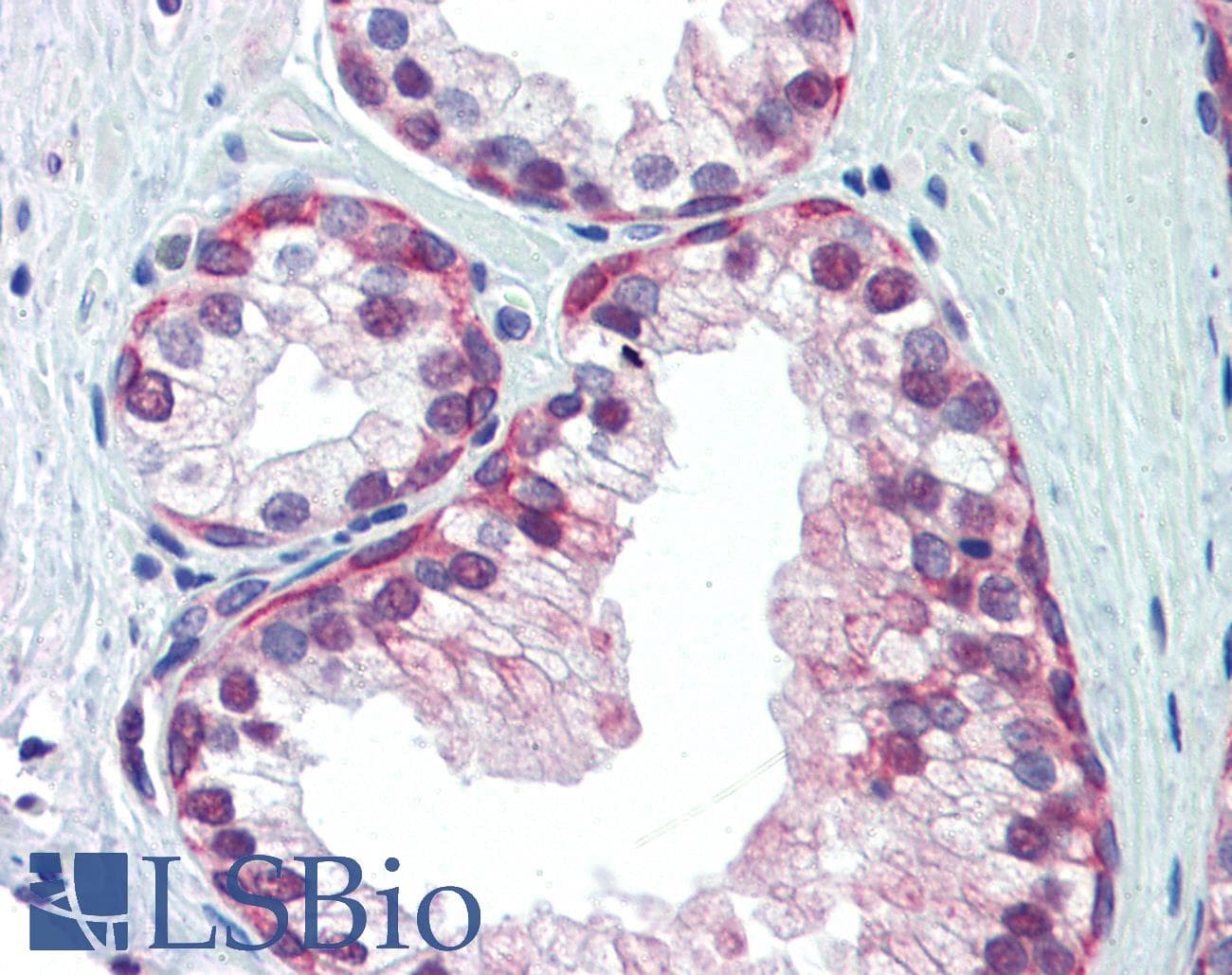 Polyclonal Rabbit anti-Human NRF1 / NRF-1 Antibody (aa360-409, IHC, WB)