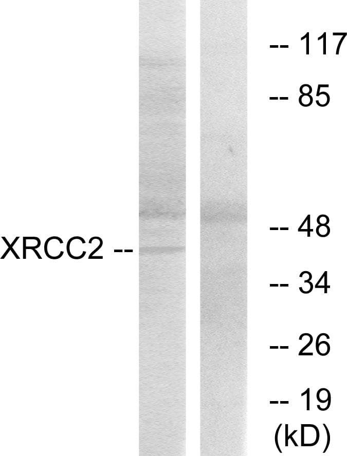 XRCC2 Antibody