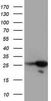 Monoclonal Mouse anti-Human RGS16 Antibody (clone OTI1H7, WB)