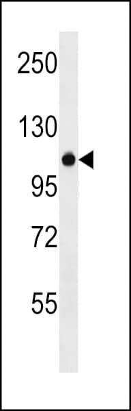 ZNF729 Antibody (aa112-139)