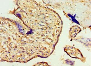 AEBP2 Antibody (aa248-517)