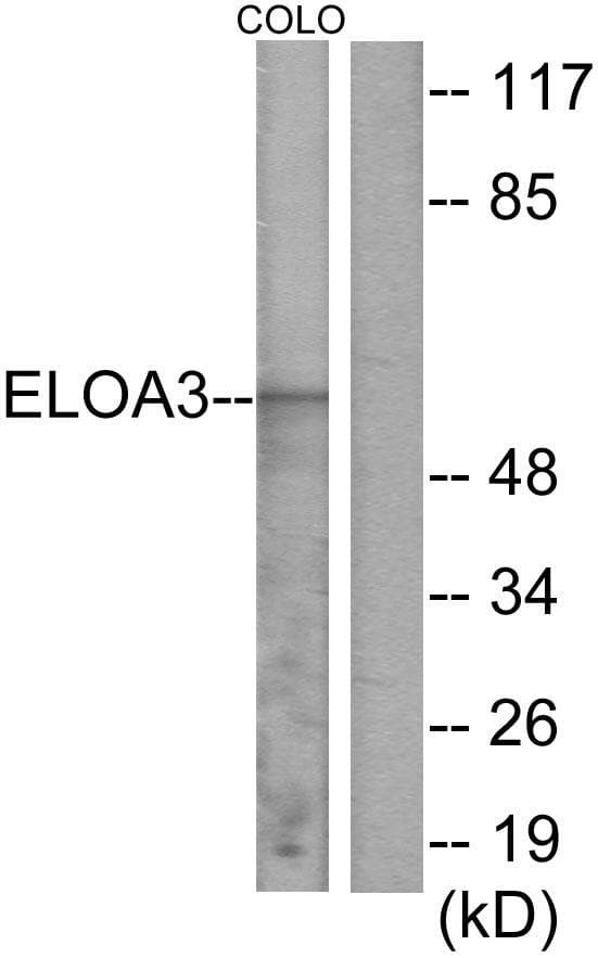 TCEB3C / Elongin A3 Antibody
