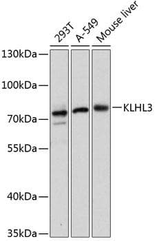 KLHL3 Antibody